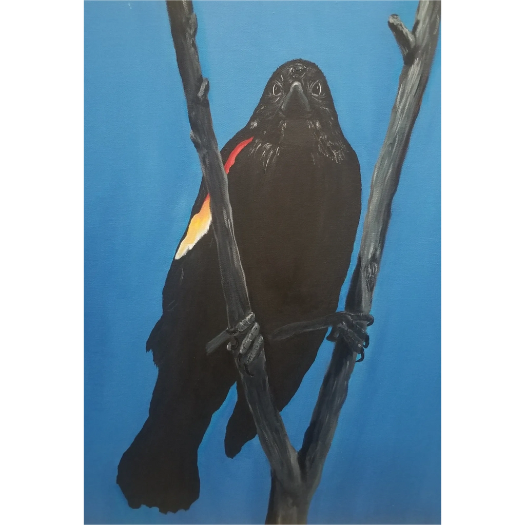 Red-winged blackbird perched between branches third eye on bird cerulean blue background