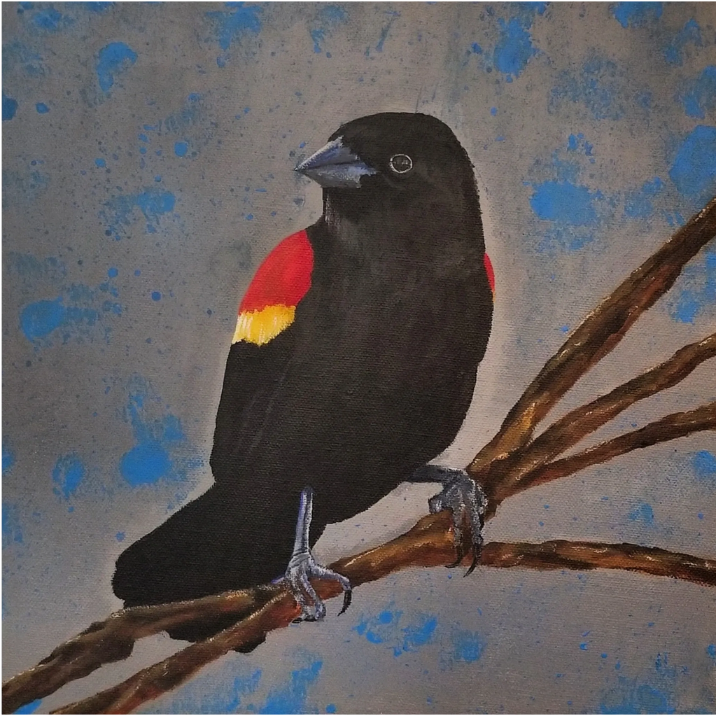 Red-winged blackbird perched on branches grey background splashes of blue 