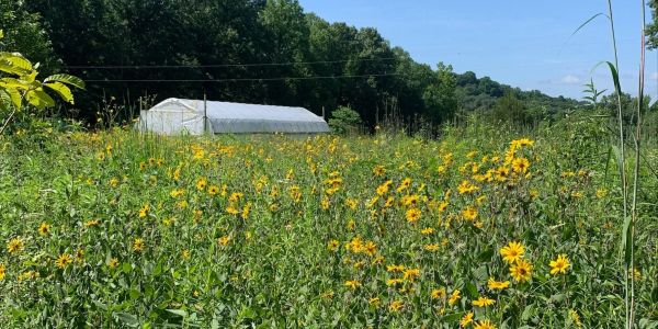 Field of yellow flowers with greenhouse and trees.