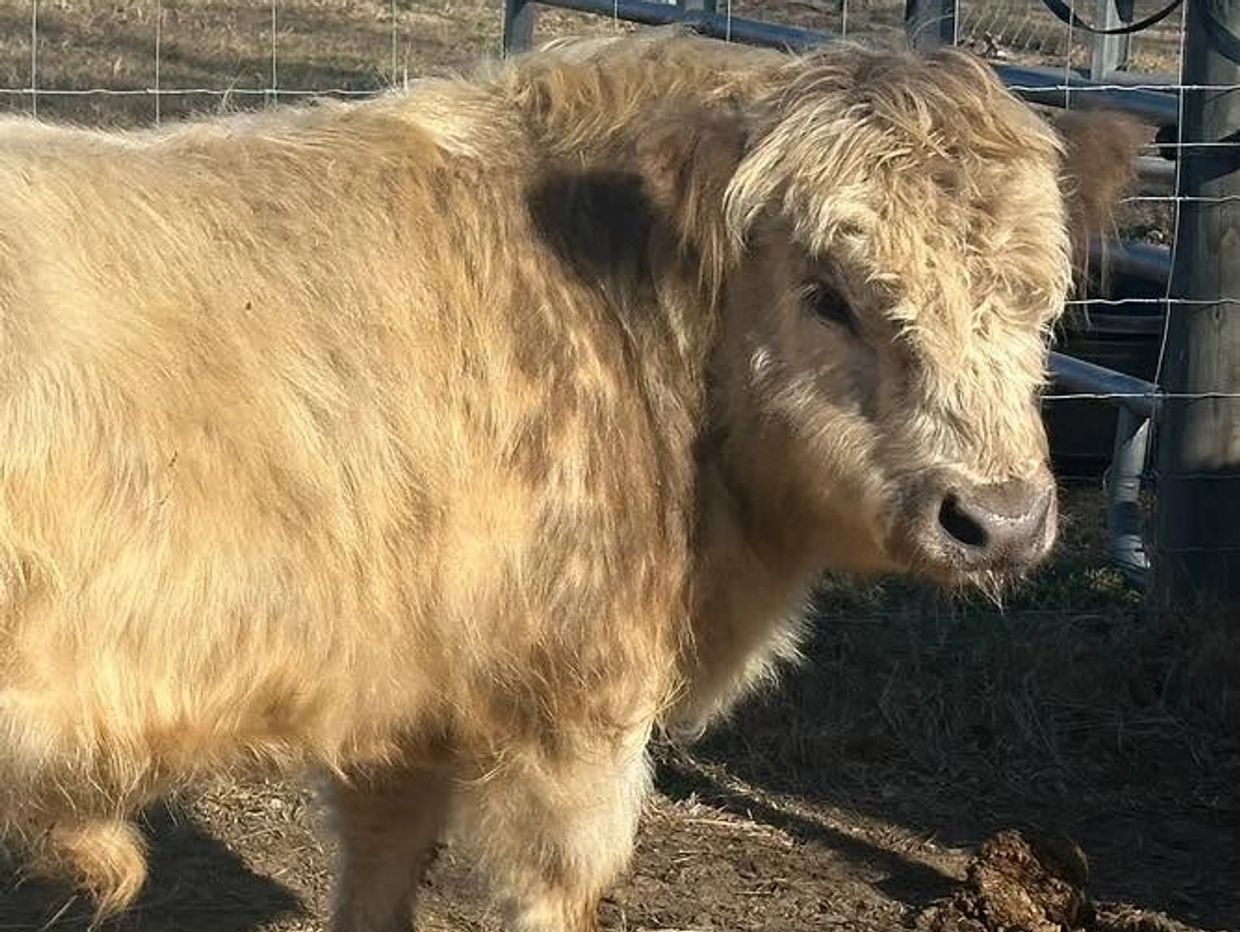 Fluffy light brown cow standing by a wire fence.