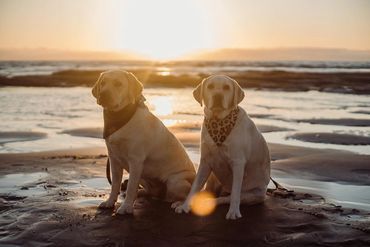 Dog beach photoshoot San Diego ca 