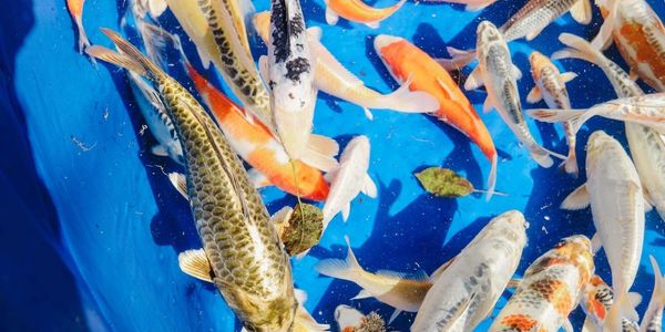 Colorful koi fish swimming in a bright blue pond.