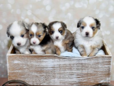 Toy Aussie Puppies 