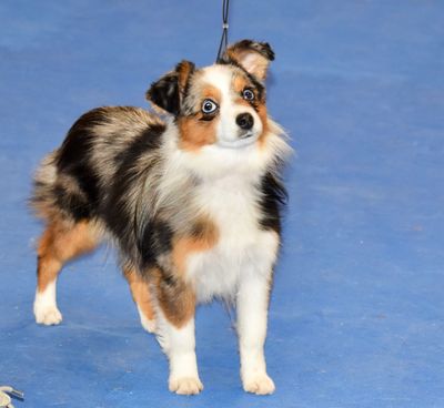 Toy Australian Shepherd 