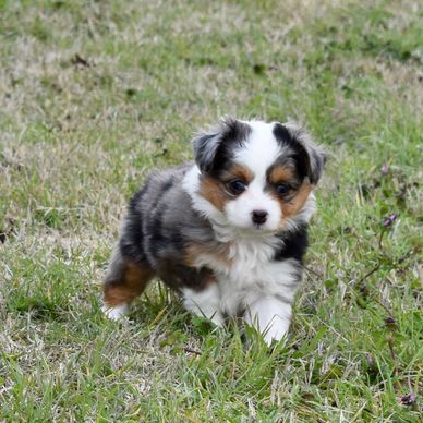 our toy aussies