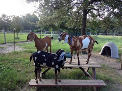 Nubian goats come in many colors