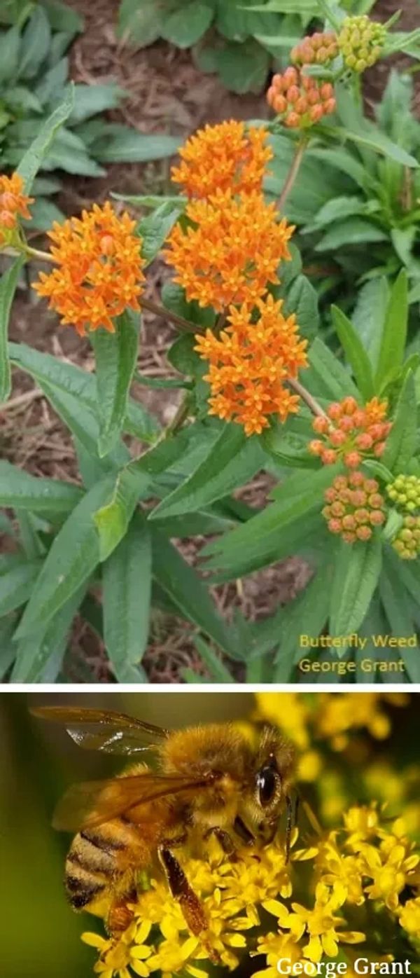 Bumble Bee on Canadian Sunflower