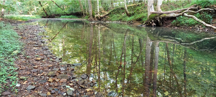 Woods with a stream flowing through it.