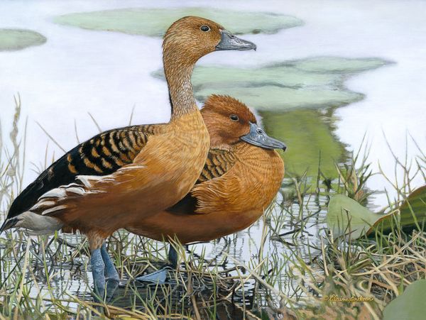 A pair of Fulvous Whistling Ducks in a marsh setting.