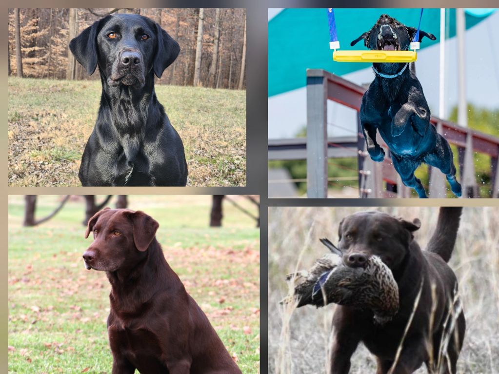Currently, we only have 2nd pick black male available and 2nd pick chocolate female available!