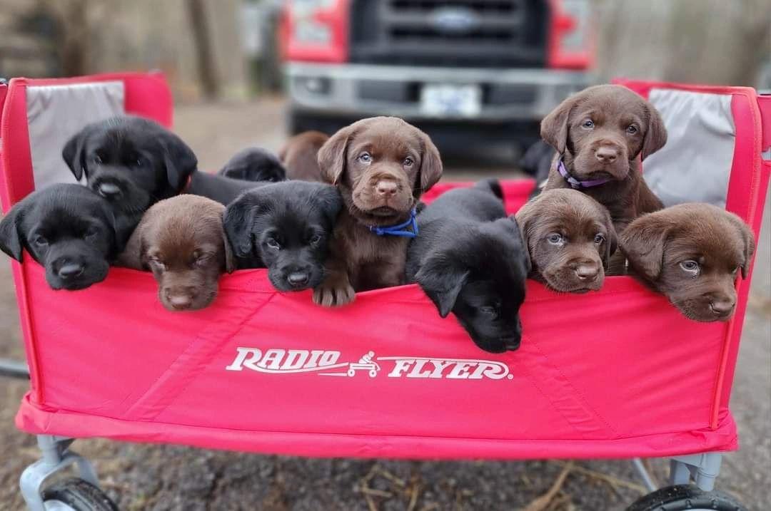 Bluegrass canine sale