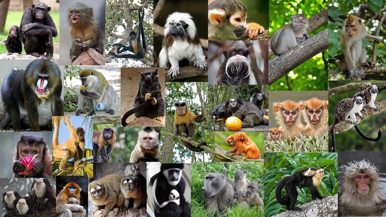 Collage of primates