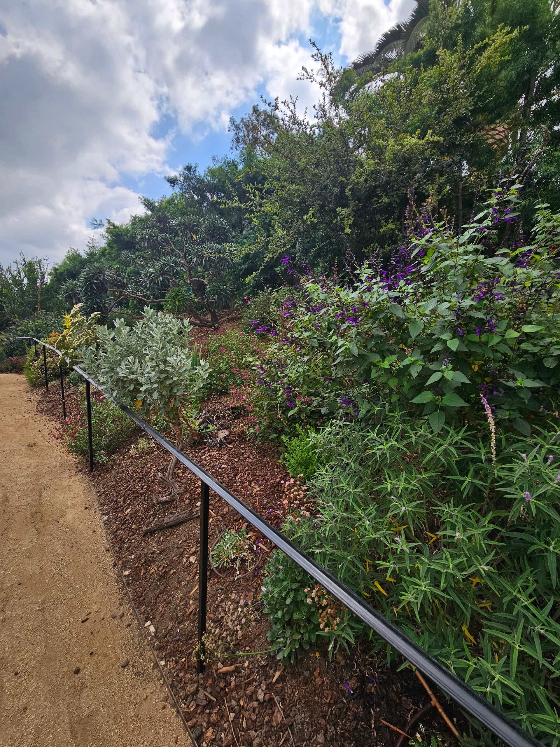 LOS ANGELES NATIVE LANDSCAPING LLC logo
