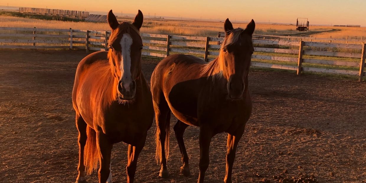 Melody and Flicka