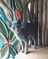 russianbluescattery.com