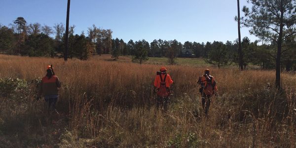 Georgia quail hunting at Black Creek Lodge