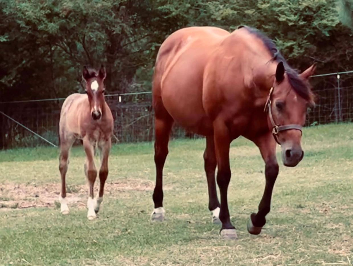 A horse and its foal standing on grass.