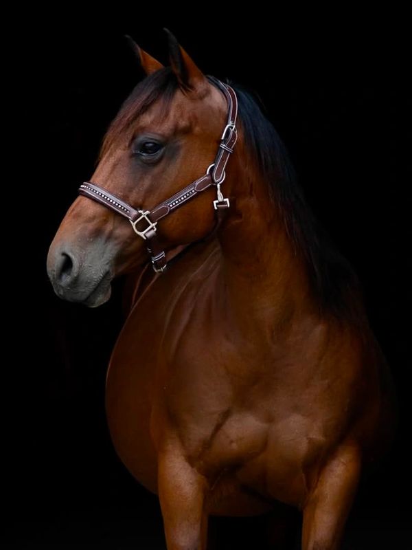 Brown horse with a leather halter against a black background.