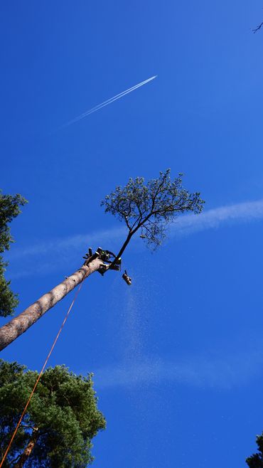 Tree removal