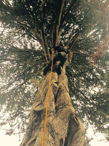 Tree climbing