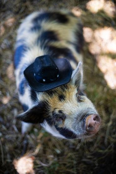 little pig wearing a cowboy hat
