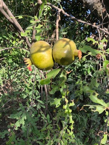 Pomegranates, ripening on the plant.