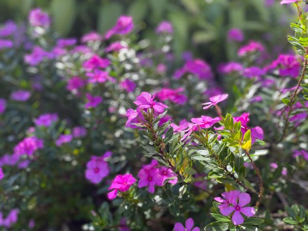 Purple flowers