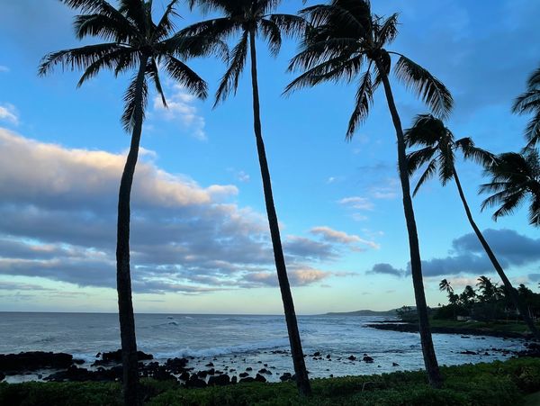 Palm trees in Hawaii