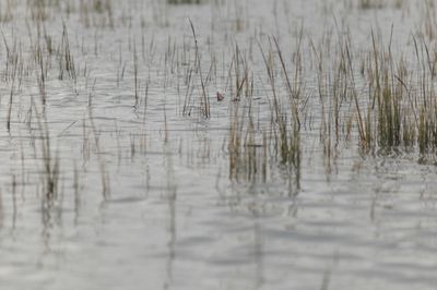 tailing redfish flood tide jacksonville florida