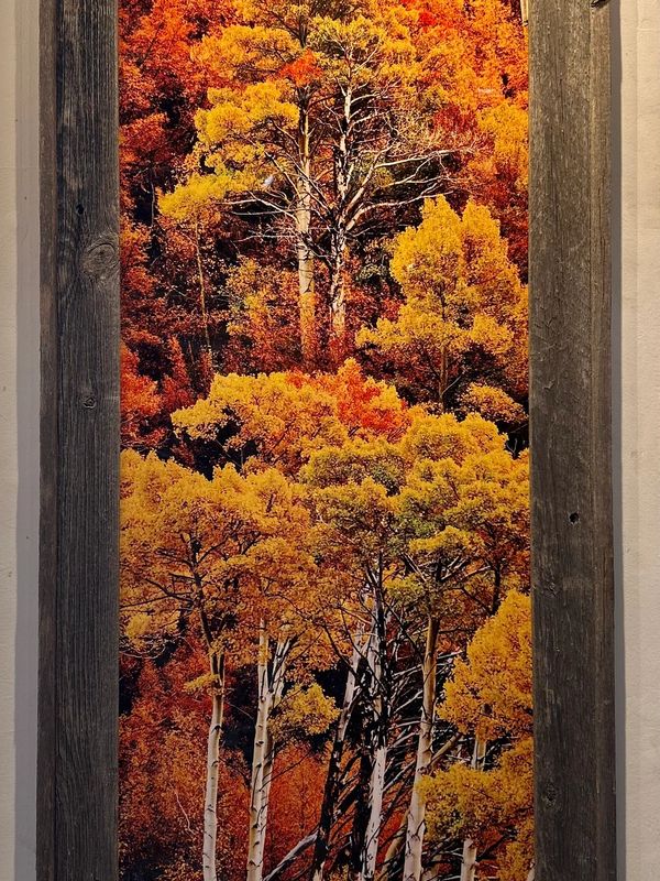 Framed Print of Trees in Fall Colors