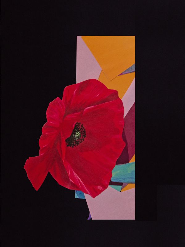 simple yet powerful collage featuring a flower floating framed by black and bright colors.