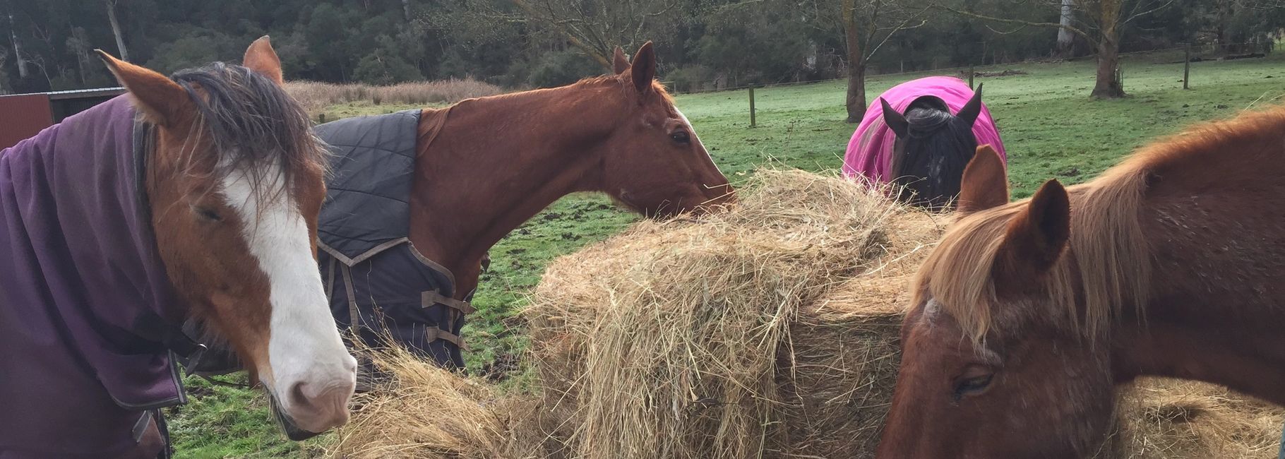 Equine Assisted Therapy Victoria.  Corporate Team Building.   Equine Therapy.  Equine Therapy Melb