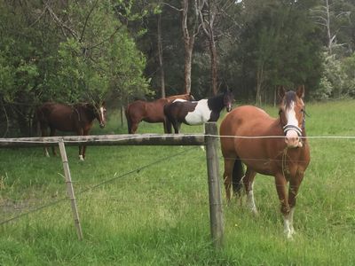 Addiction Therapy Victoria.    Equine Assisted Therapy Victoria. Equine Therapy. 