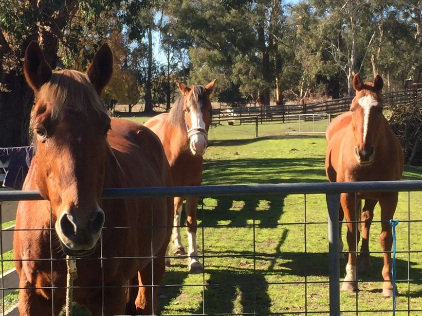 Equine Assisted Therapy Victoria.  Horses Helping Humans.   Horse Therapy.  Human Horse therapy. Vic