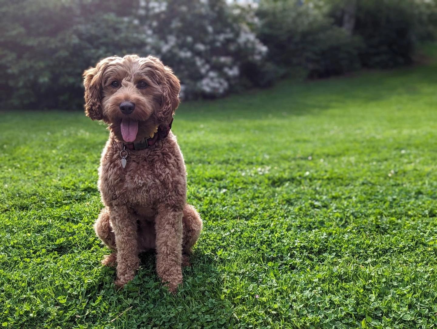 professional-pet-groomer-where-love-abounds-grooming