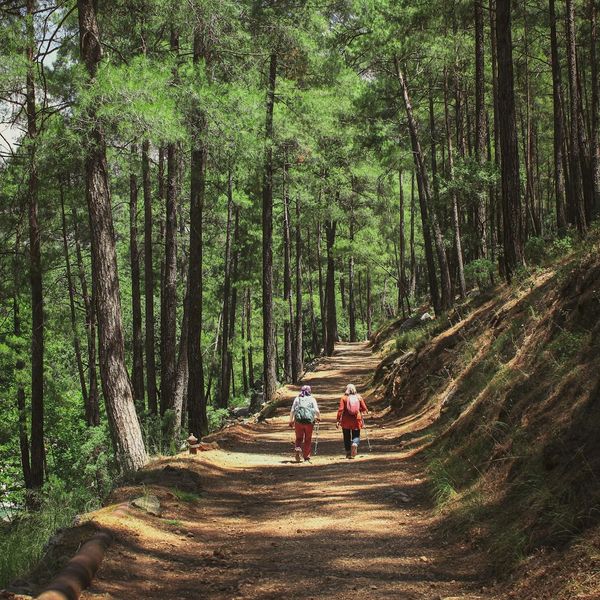 Two hikers walking on a forest trail surrounded by tall trees.