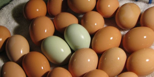 Portable egg washer 2025
