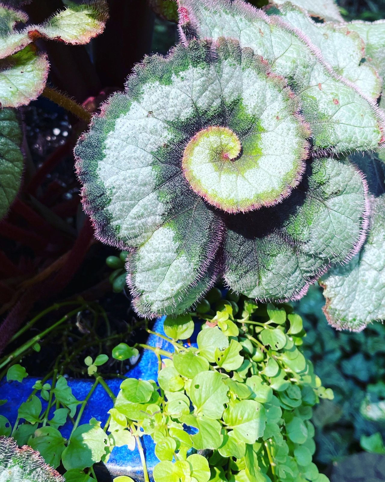 Begonia with a banded leaf that spirals into a tight curl at the center.