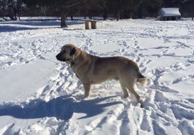 Huckleberry of Happy Pappys 