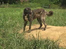 Brindle Anatolian Shepherd Happy Pappys Farm