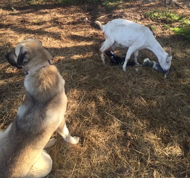 Anatolian Shepherd with goat