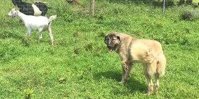Anatolian Shepherd Nova
