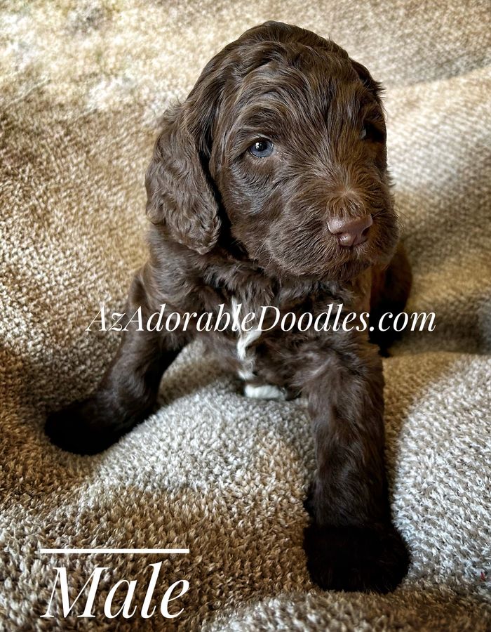 Chocolate male (runt of the litter) available 
