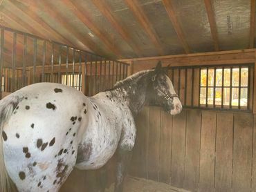 rescue horse, surrender, appaloosa
