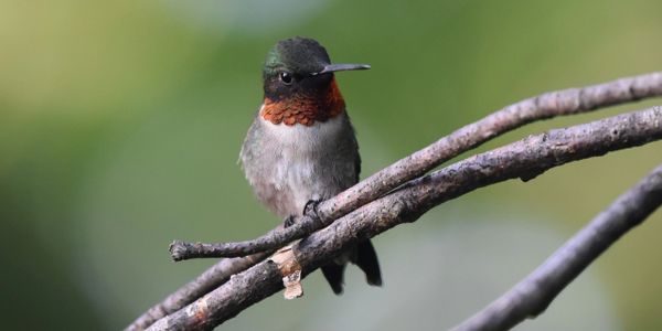 ruby throated hummingbird, my back yard