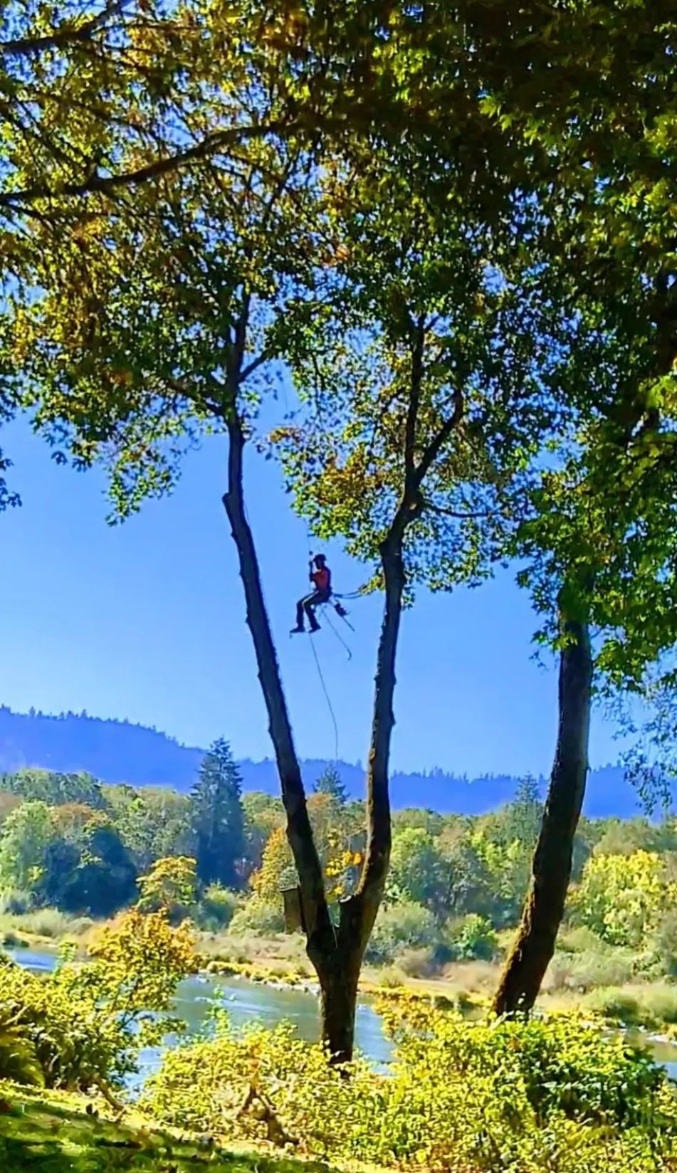 HAPPY HILLS TREE SERVICE LLC logo