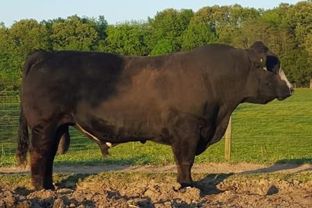 JF 105
Braunvieh / Simmental Bull
R and D Farms Braunvieh
