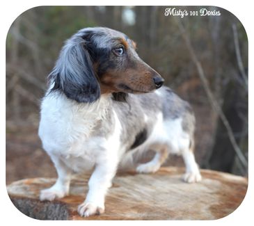 A blue merle dachshund standing alert on a tree stump outdoors.