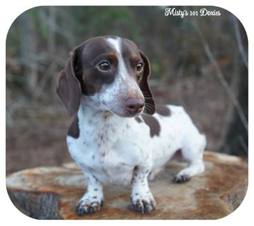 A brown and white Dachshund standing on a tree stump outdoors.