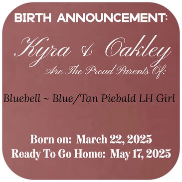 Birth announcement for Bluebell, a blue/tan piebald long-haired girl.
